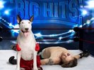 Rick Springfield - Rick Springfield's Greatest Hits, Vol. 2(Vinyl LP) [PRE-ORDER