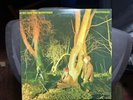 ECHO AND THE BUNNYMEN CROCODILES