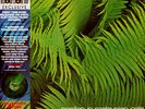 Edgar Froese - Epsilon In Malaysian Pale Record Store Day (1975 - US - Reissue)