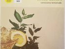 White Denim Corsicana Lemonade YELLOW VINYL NEAR MINT Downtown Vinyl LP