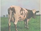 Pink Floyd Atom Heart Mother NEAR MINT Hör ZU Vinyl LP