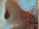 PINK FLOYD: Meddle (Harvest 1C 062-04 917 Stereo / FOC / NM)