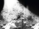New: GODSPEED YOU  BLACK EMPEROR - Asunder Sweet & Other Distress, Vinyl LP