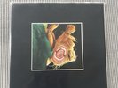 Nurse With Wound - Chance Meeting  -Art Test Pressung  - Experimentell