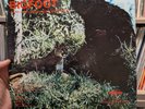 Don Jones BIGFOOT Northwest's Abominable Snowman LP