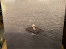 Nf Hope - White Vinyl 2LP by Nf (Record, 2023) RARE NEAR MINT