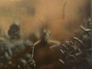Steely Dan Katy Lied vinyl LP 1975 1st press Terre Haute STONE COLD MINT vinyl