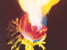 Adorable Against Perfection (Vinyl) 12