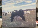 Pink Floyd Dark Side Of The Moo Screaming Abdabs - Trixie Records CUD-382-A