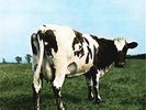 Pink Floyd - Atom Heart Mother Remastered VINYL LP PFRLP5