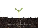 Balance and Composure Split (Vinyl)