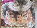 PETER and the TEST TUBE BABIES  Mating Sounds Of South American Frogs 1983 Vinyl