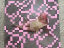 Shygirl Club Shy Room 2 Limited Pink Splatter Vinyl 12” EP Exclusive Sealed