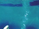 Like Swimming Blue Vinyl, Morphine, New