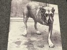 Alice in Chains- Self Titled, 2LPs w/ Cut Corner & Picture Sleeves in Gatefold
