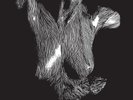OCEANSIZE SELF PRESERVED WHILE THE BODIES FLOAT UP NEW LP