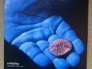 Coldplay The Blue Room UK 7 Vinyl Single