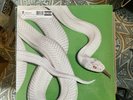 Deftones Private Music Vinyl LP Clear Vinyl Sealed First Edition New