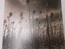Dead Can Dance - Anastasis Vinyl 2xLp RSD Limited Edition