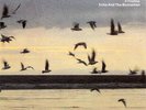 ECHO And THE BUNNYMEN A Promise 7