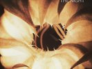 MORPHINE: THE NIGHT (Ltd.Ed.180gm Purple 2LP Pressing)(MCR2023)