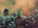 Steely Dan Katy Lied LP vinyl UK Abc 1975 coloured labels repress LP with inner