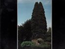 john foxx The Garden NEAR MINT Virgin Vinyl LP