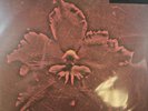Machine Head The Burning Red LP Album Vinyl Record Remastered 2020 reissue