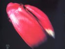 Modern English - I Melt With You (12