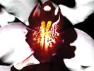 Chrystabell & David Lynch Cellophane Memories (Vinyl)