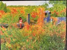 Jhené Aiko (Limited Edition Orange Colored Vinyl) Urban Outfitters Exclusive LP