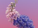 Flume - Skin (PINK VINYL) [New Vinyl LP] Colored Vinyl, Pink
