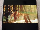 Childish Gambino Camp 2011 2 LP RED Vinyl NM Nice Tri-Fold & Book GLS-0121 01WM