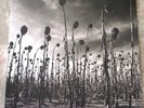 Dead Can Dance Anastasis 2 LP GREEN Vinyl NM Limited Edition RSD 2016 Gerard