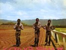 Pioneers Long Shot (Vinyl LP) 12