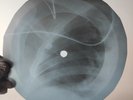 LED ZEPPELIN ROCK&ROLL X-Ray USSR Record Roentgen Bone Ribs Music Vinyl
