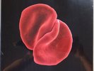 PETER GABRIEL Scratch My Back LP HQ Vinyl 2010 FOC Real World Genesis * NEW