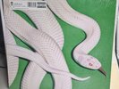 Deftones Private Music LP First Edition Pressing Clear Vinyl NEW SEALED