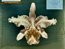 KINGS OF LEON Aha Shake Heartbreak SEALED 2LP-White/Gold Vinyl (*Non-numbered*)