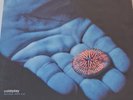 Coldplay The Blue Room EP